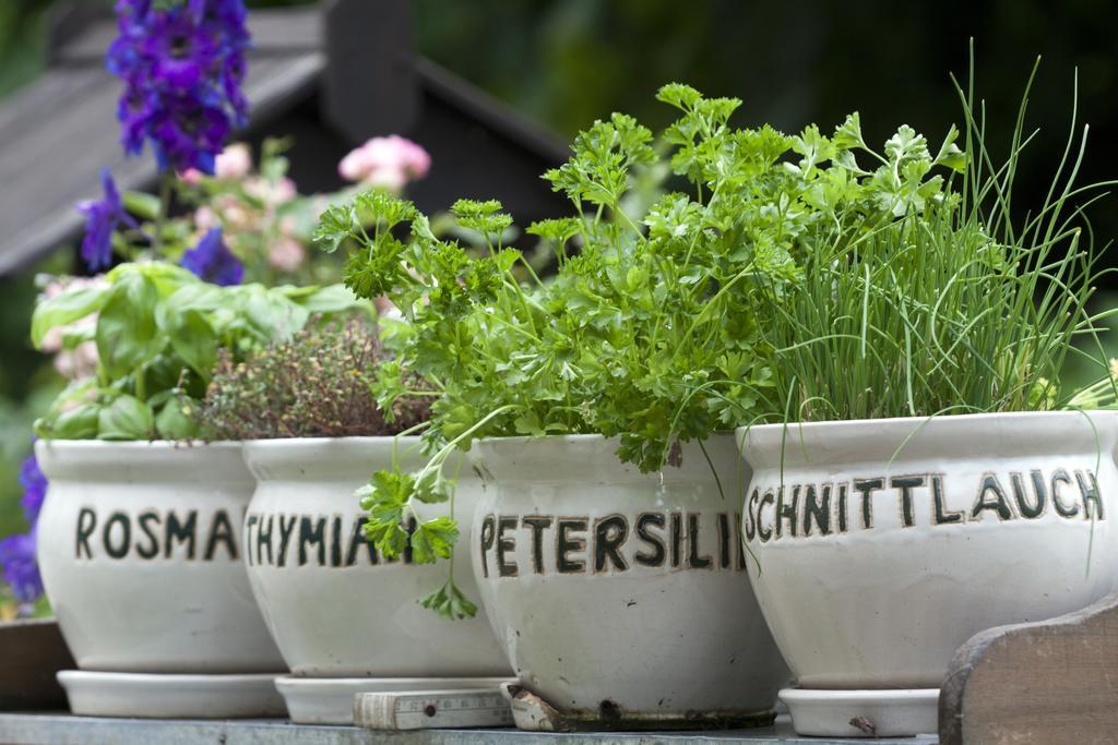 Fruehstuecks Pension Zum Postillion Klingenthal Esterno foto